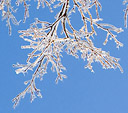 [Fractals in Ice] - frozen tree branches, ice storm, abstract