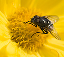 [Gold] - macro, yellow flower, fly