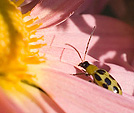 [Congregation] - pink, flower, macro, spotted beetle