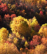 [Autumn] - foliage, red, yellow, orange, trees, leaves, hill