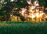 [Gone Again] - squaw creek national wildlife refuge, sunset, grass, trees