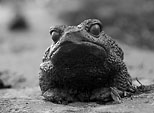 [A grumpy day] - frog statue, black and white, monochrome
